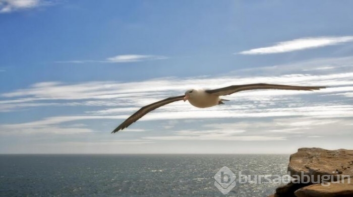 İklim krizi nedeniyle albatrosların 'boşanma' oranı arttı
