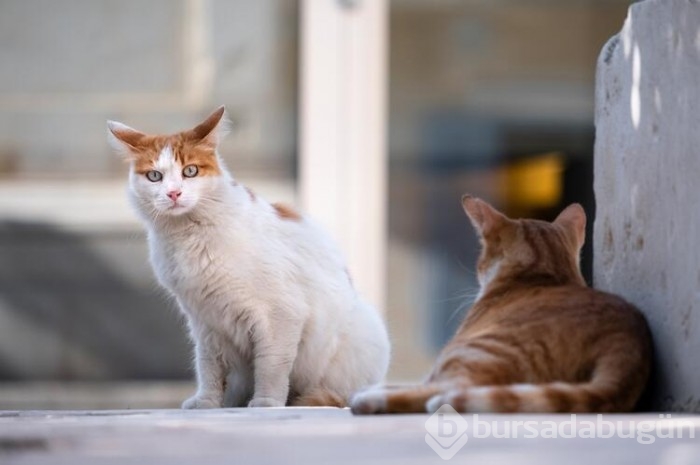 Kedi cinsleri ve isimleri nelerdir? 