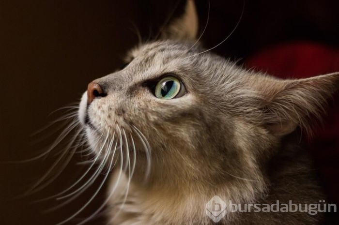 Kedi cinsleri ve isimleri nelerdir? 