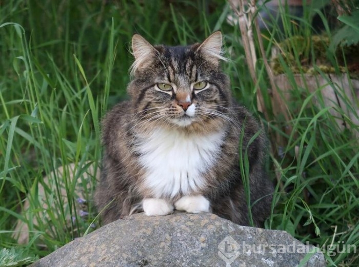 Kedi cinsleri ve isimleri nelerdir? 