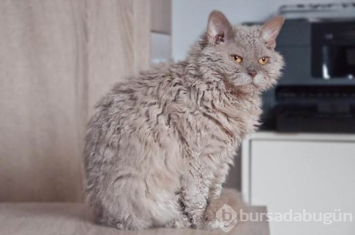 Kedi cinsleri ve isimleri nelerdir? 