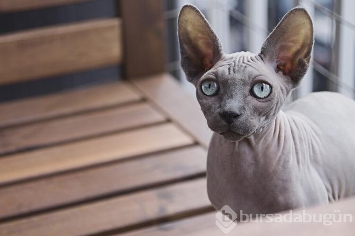 Kedi cinsleri ve isimleri nelerdir? 