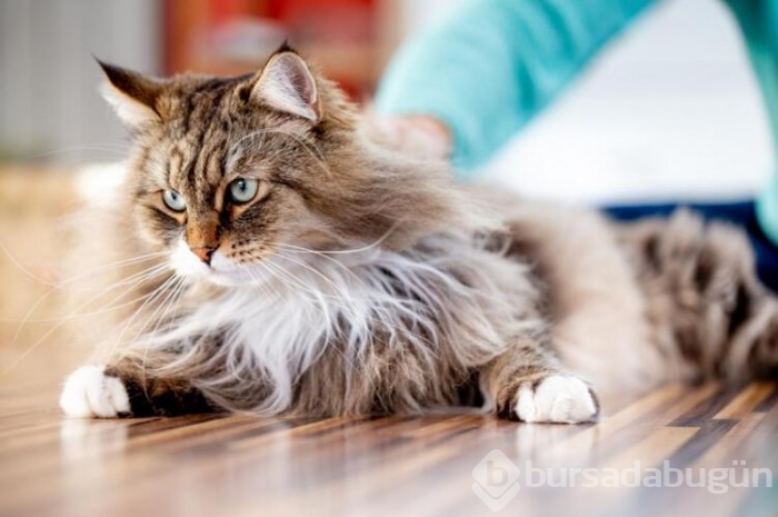 Kedi cinsleri ve isimleri nelerdir? 