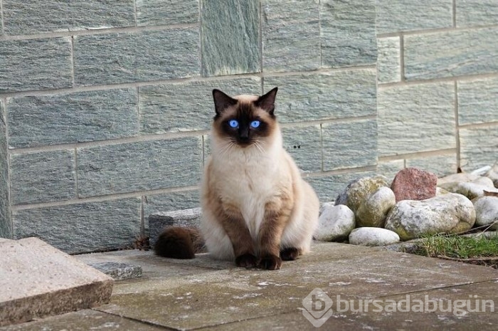 Kedi cinsleri ve isimleri nelerdir? 