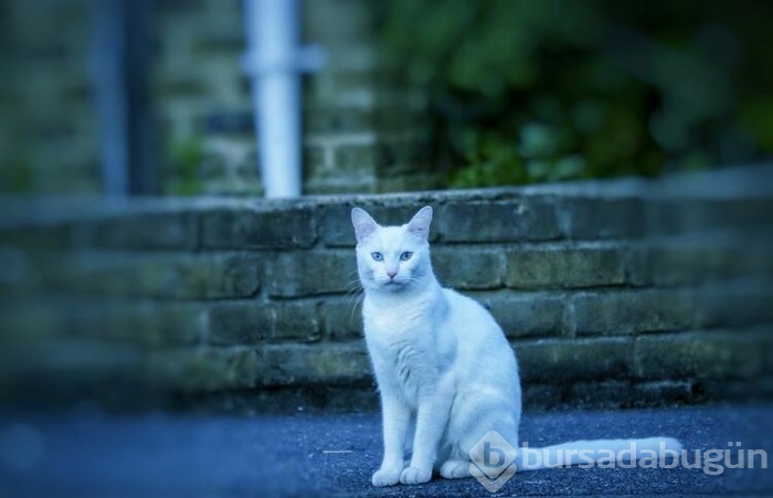 Kedi cinsleri ve isimleri nelerdir? 