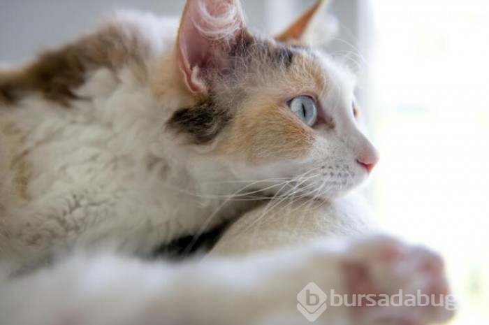 Kedi cinsleri ve isimleri nelerdir? 