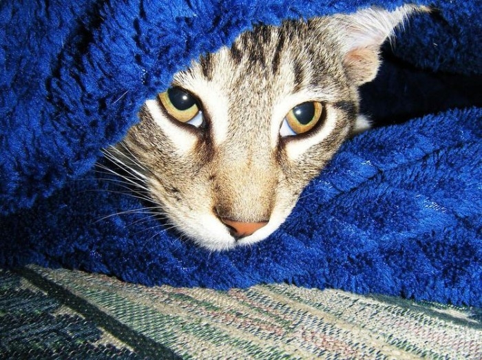 Kedi cinsleri ve isimleri nelerdir? 