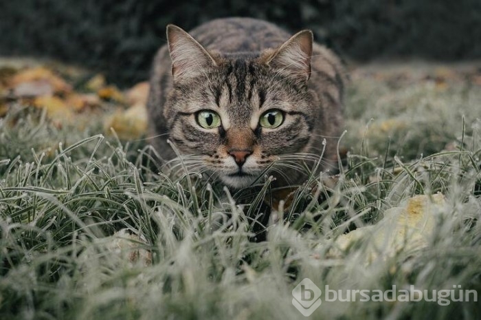 Kedi cinsleri ve isimleri nelerdir? 