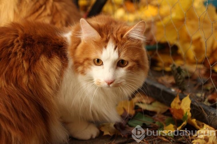 Kedi Cinsleri Ve Isimleri Nelerdir? Foto Galerisi - 7 - Bursadabugun.com