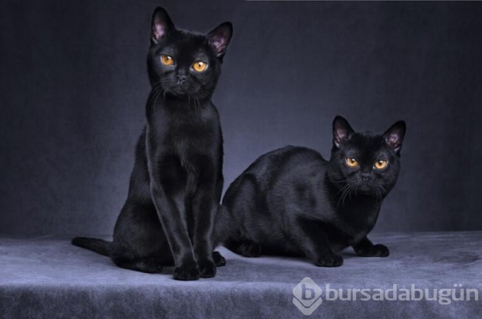 Kedi cinsleri ve isimleri nelerdir? 