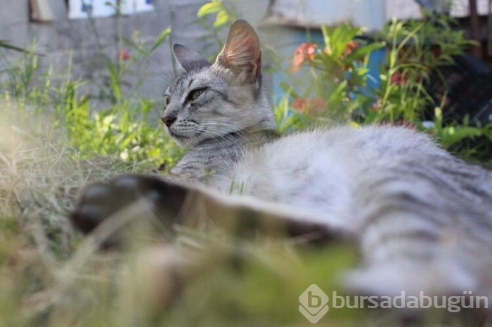 Kedi cinsleri ve isimleri nelerdir? 