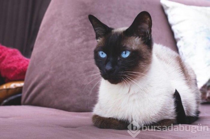 Kedi cinsleri ve isimleri nelerdir? 