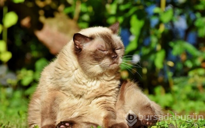 Kedi cinsleri ve isimleri nelerdir? 