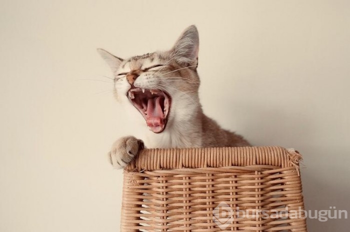 Kedi cinsleri ve isimleri nelerdir? 