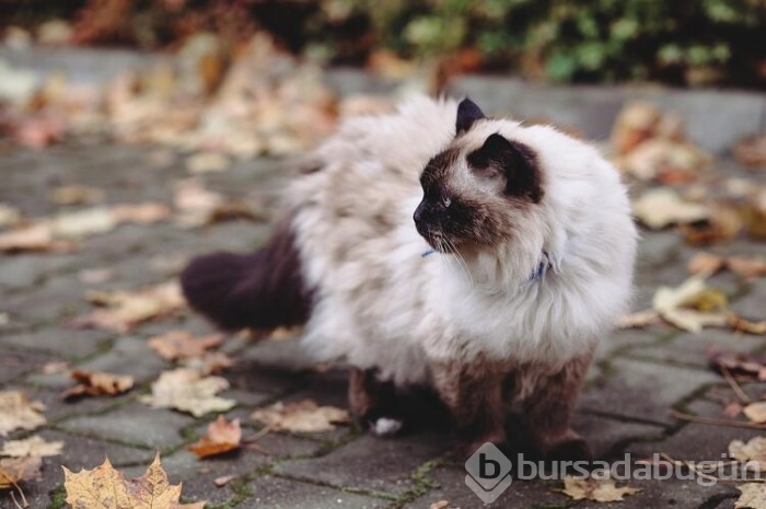 Kedi cinsleri ve isimleri nelerdir? 
