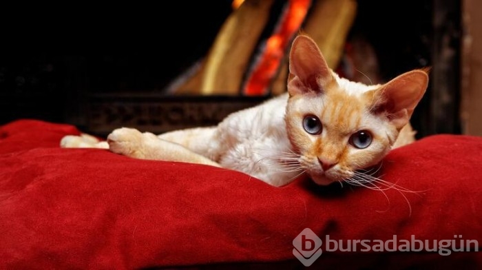 Kedi cinsleri ve isimleri nelerdir? 