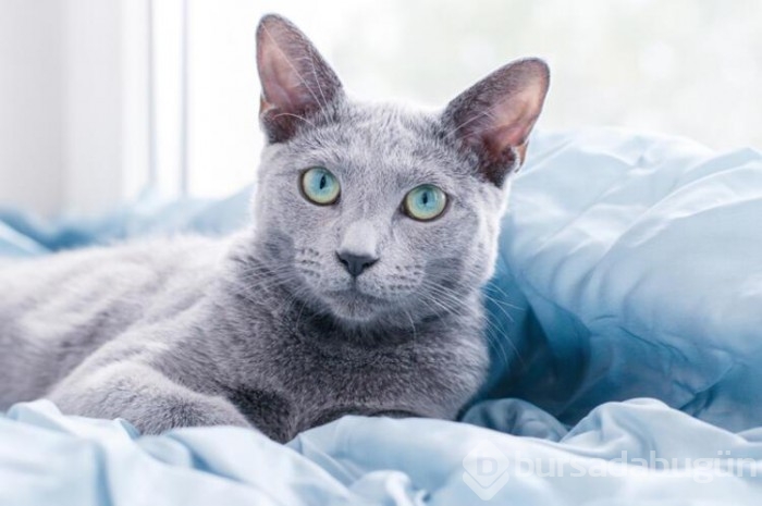 Kedi cinsleri ve isimleri nelerdir? 
