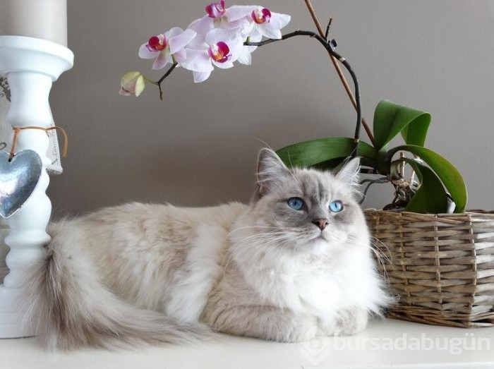 Kedi cinsleri ve isimleri nelerdir? 