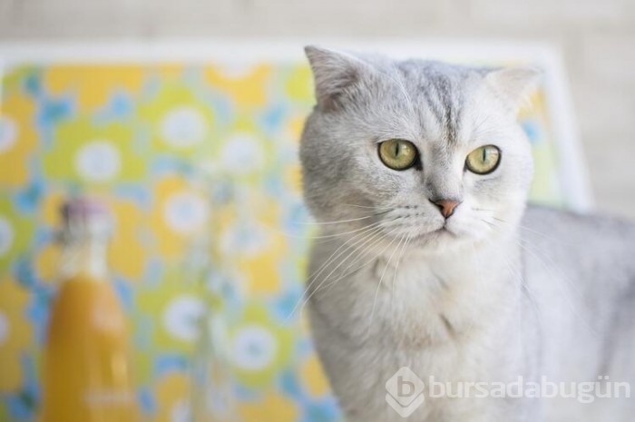 Kedi cinsleri ve isimleri nelerdir? 