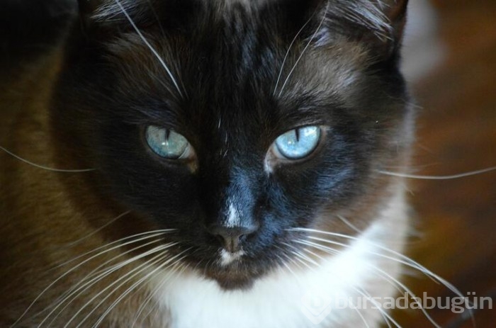 Kedi cinsleri ve isimleri nelerdir? 