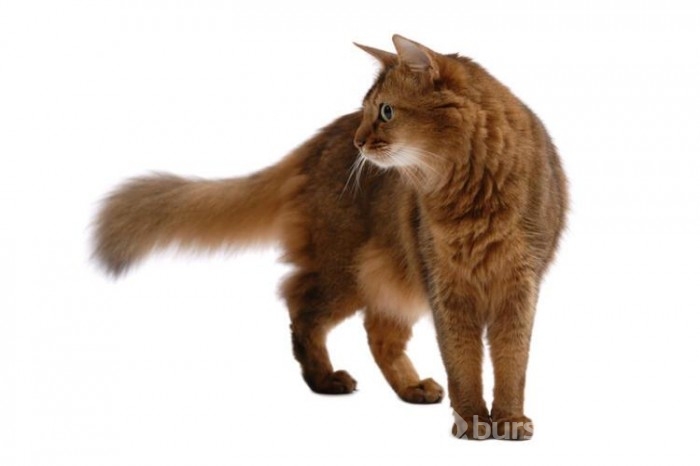 Kedi cinsleri ve isimleri nelerdir? 