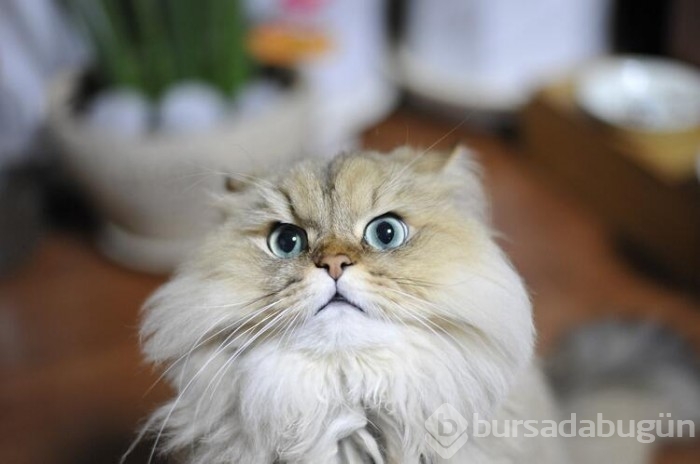 Kedi cinsleri ve isimleri nelerdir? 