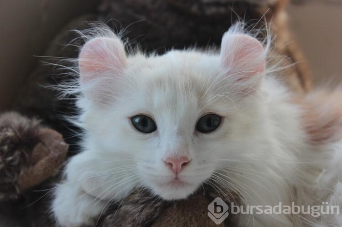 Kedi cinsleri ve isimleri nelerdir? 