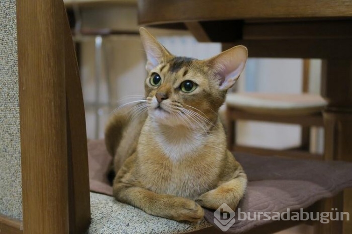 Kedi cinsleri ve isimleri nelerdir? 