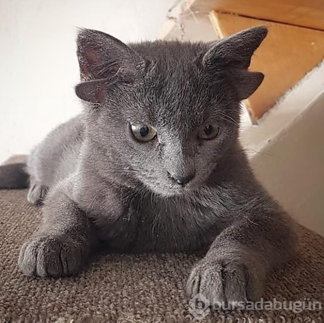 Dört kulaklı dünyaya gelen kedi görenleri hayrete düşürüyor
