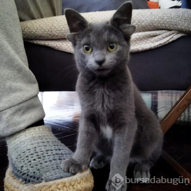 Dört kulaklı dünyaya gelen kedi görenleri hayrete düşürüyor
