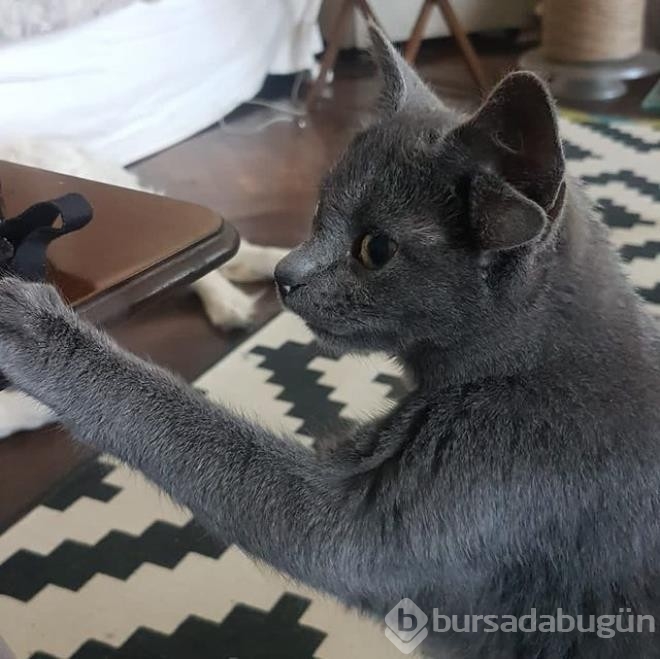 Dört kulaklı dünyaya gelen kedi görenleri hayrete düşürüyor
