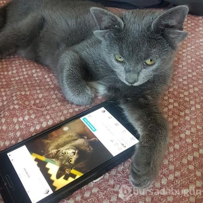 Dört kulaklı dünyaya gelen kedi görenleri hayrete düşürüyor
