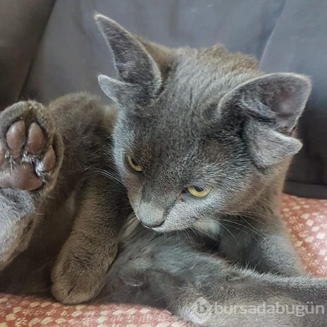 Dört kulaklı dünyaya gelen kedi görenleri hayrete düşürüyor
