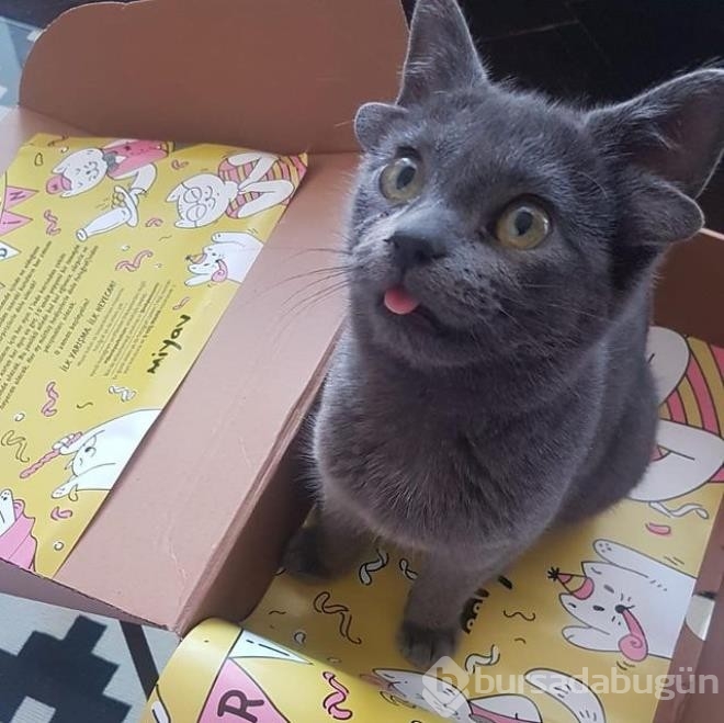 Dört kulaklı dünyaya gelen kedi görenleri hayrete düşürüyor

