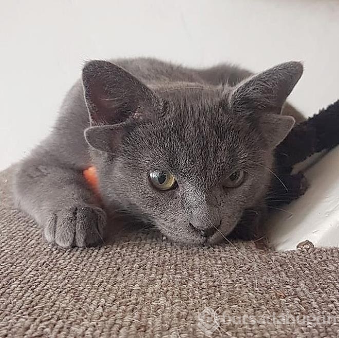 Dört kulaklı dünyaya gelen kedi görenleri hayrete düşürüyor
