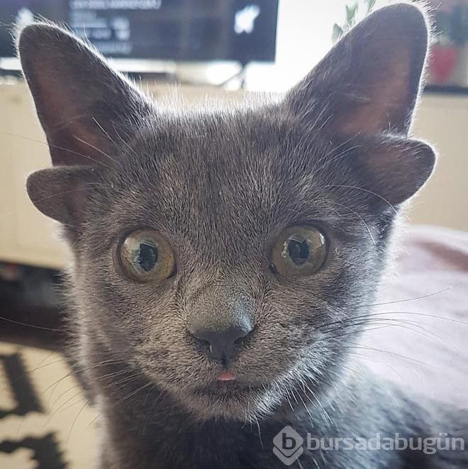 Dört kulaklı dünyaya gelen kedi görenleri hayrete düşürüyor
