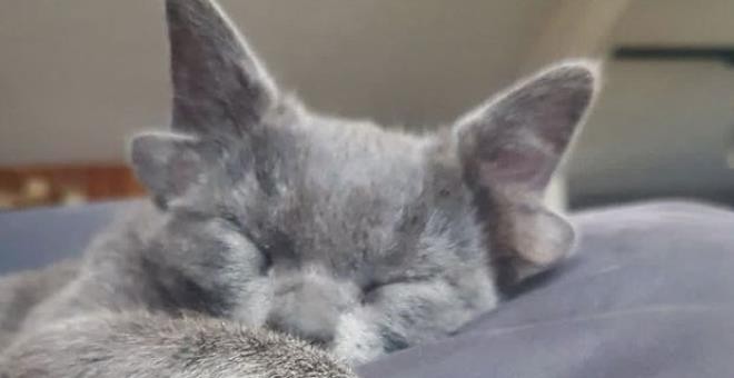 Dört kulaklı dünyaya gelen kedi görenleri hayrete düşürüyor
