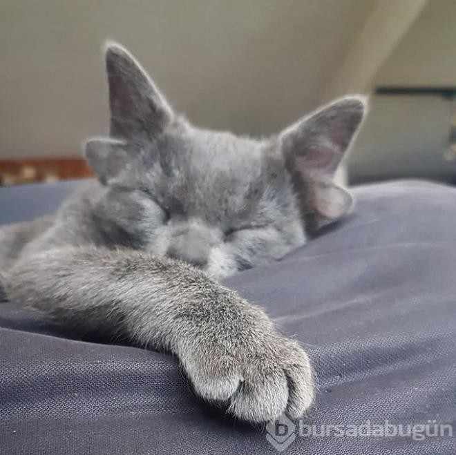 Dört kulaklı dünyaya gelen kedi görenleri hayrete düşürüyor
