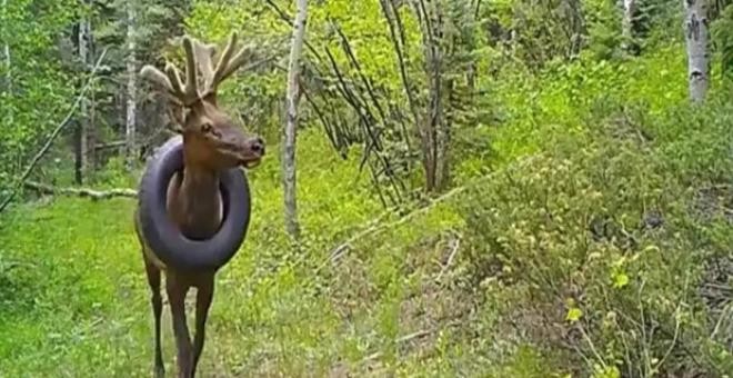 2 yıl boyunca boynunda araba lastiğiyle dolaştı