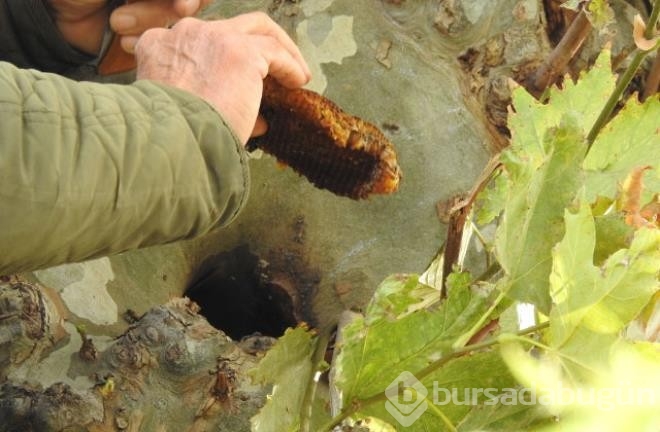 Kaçak kraliçe arı, peşinden sürüklediği 10 bin arıyla ağaç kovuğunda bulundu
