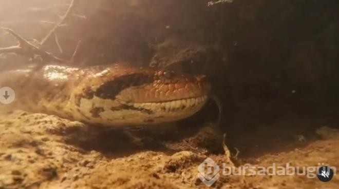 Nehre dalış yapan fotoğrafçı burun buruna geldi!