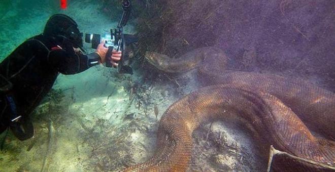 Nehre dalış yapan fotoğrafçı burun buruna geldi!