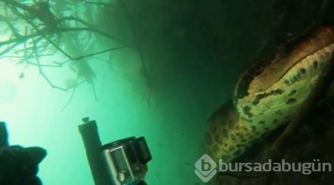 Nehre dalış yapan fotoğrafçı burun buruna geldi!