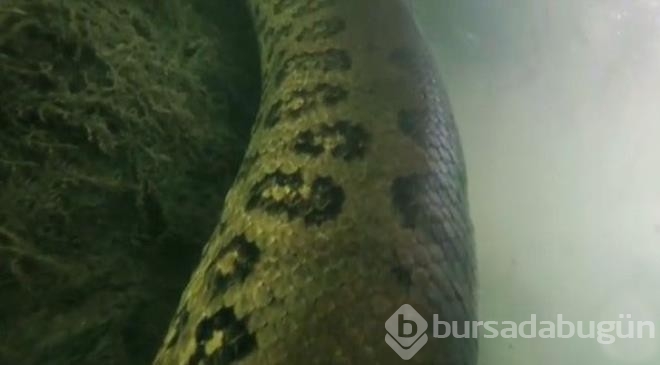 Nehre dalış yapan fotoğrafçı burun buruna geldi!