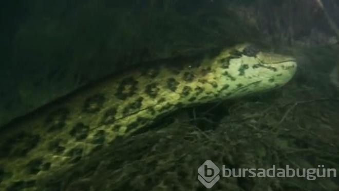 Nehre dalış yapan fotoğrafçı burun buruna geldi!