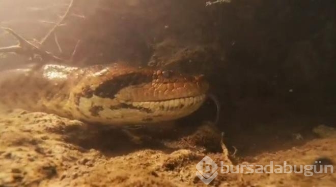 Nehre dalış yapan fotoğrafçı burun buruna geldi!