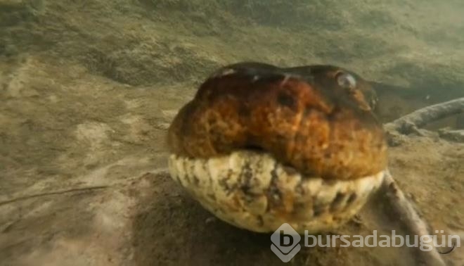 Nehre dalış yapan fotoğrafçı burun buruna geldi!