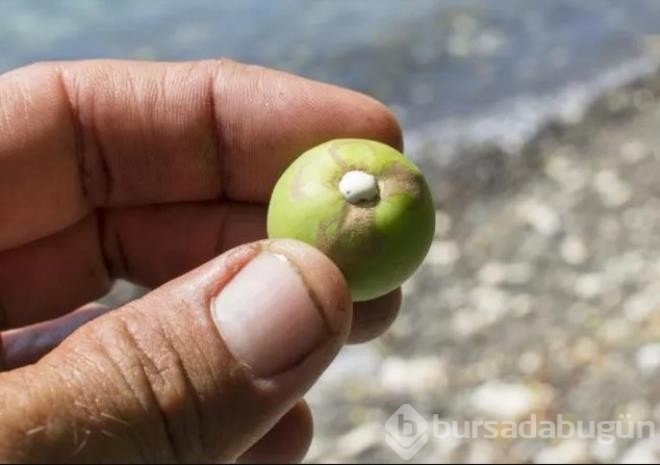 Dünyanın en tehlikeli ağacı