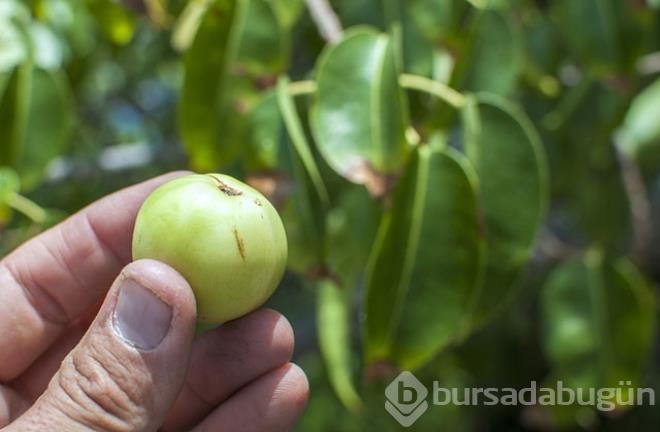 Dünyanın en tehlikeli ağacı