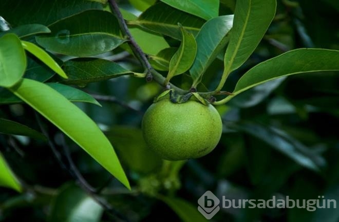 Dünyanın en tehlikeli ağacı